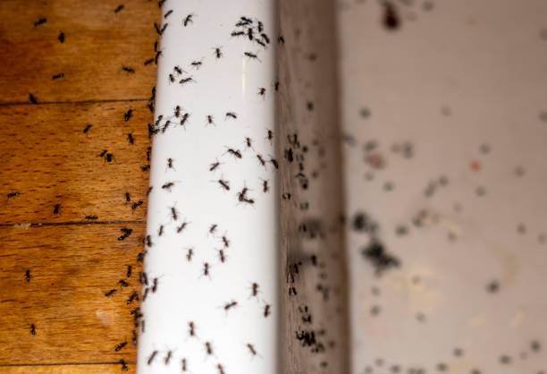 Best Best Pest Control Companies  in Cottonwood, CA