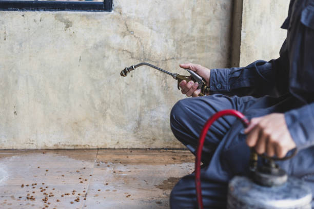 Wasp Removal Services in Cottonwood, CA